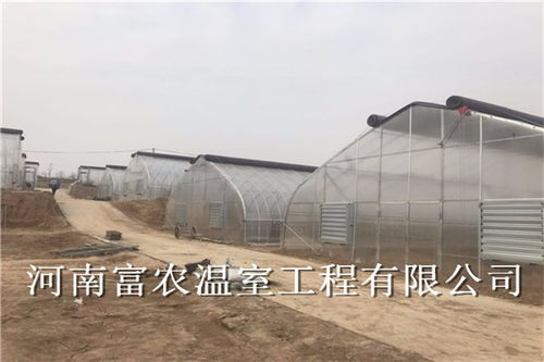 榆林建农业温室大棚造价需要多少钱